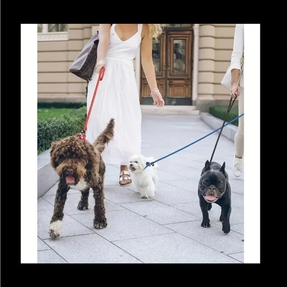 Dog Slip Nylon Leash 🪢 CHOOSE COLOR~ 5 Feet Long Black/Red/Blue - Picture 8 of 8